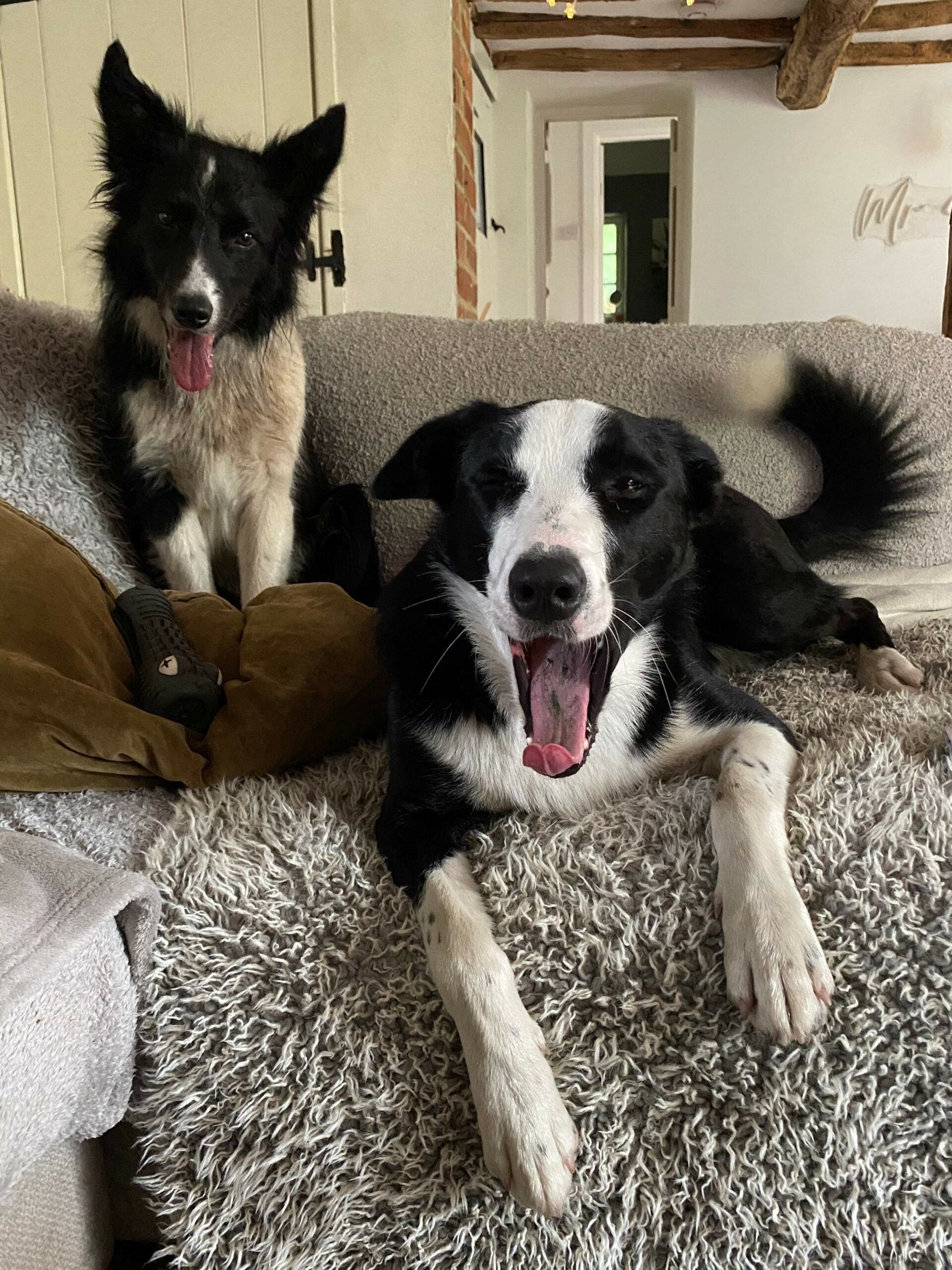 Rachel Fuller Millie & Milo